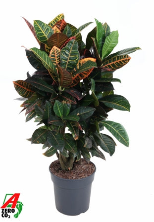 Planta naturala Codiaeum var. 'Petra' H100 cm PS24 cm in pamant
