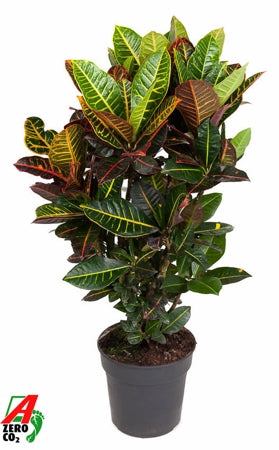 Planta naturala Codiaeum var. 'Petra' H110 cm PS27 cm in pamant