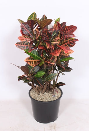 Planta naturala Codiaeum var. 'Petra' H110 cm PS32 cm in pamant