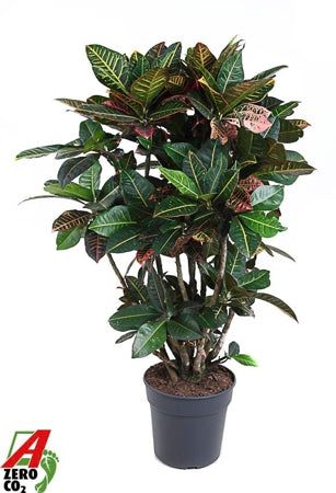 Planta naturala Codiaeum var. 'Petra' H130 cm PS31 cm in pamant