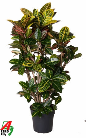 Planta naturala Codiaeum var. 'Petra' H140 cm PS31 cm in pamant