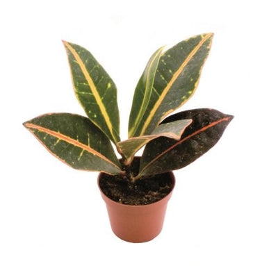Planta naturala Codiaeum var. 'Petra' H15 cm PS6 cm in pamant