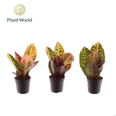 Planta naturala Codiaeum var. 'Petra' H20 cm PS7 cm in pamant