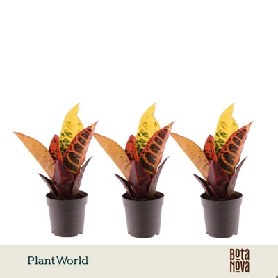 Planta naturala Codiaeum var. 'Petra' H20 cm PS7 cm in pamant
