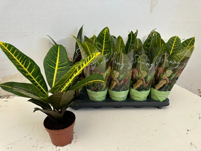 Planta naturala Codiaeum var. 'Petra' H30 cm PS12 cm in pamant
