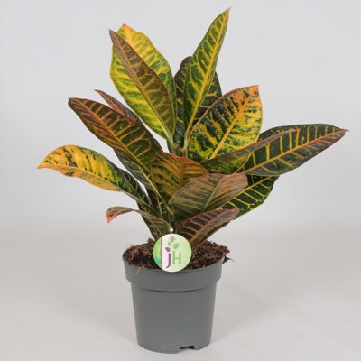 Planta naturala Codiaeum var. 'Petra' H45 cm PS17 cm in pamant