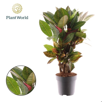 Planta naturala Codiaeum var. 'Petra' H55 cm PS17 cm in pamant