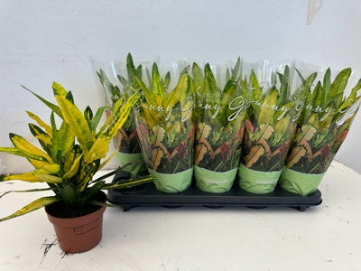 Planta naturala Codiaeum var. 'Sunny Star' H30 cm PS12 cm in pamant