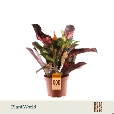 Planta naturala Codiaeum var. 'Wilma' H30 cm PS12 cm in pamant