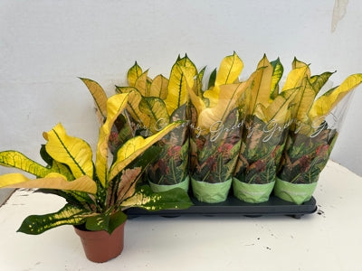 Planta naturala Codiaeum var. 'Wilma' H40 cm PS12 cm in pamant