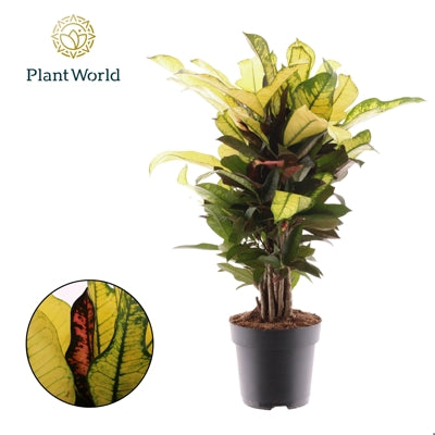 Planta naturala Codiaeum var. 'Wilma' H55 cm PS17 cm in pamant
