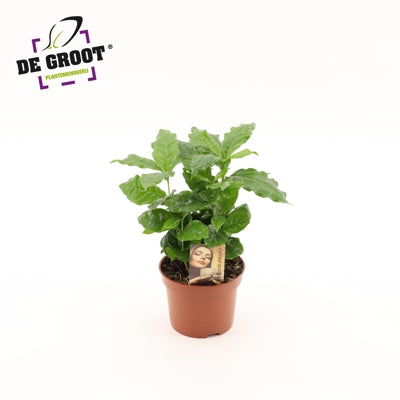 Planta naturala Coffea arabica H25 cm PS12 cm in pamant