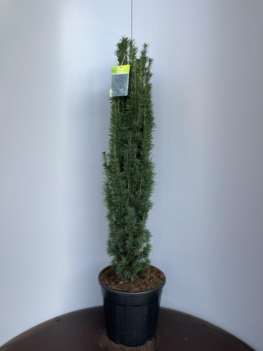 Planta naturala Column H114cm Taxus baccata 'Fastigiata Robusta' PS38/ in pamant