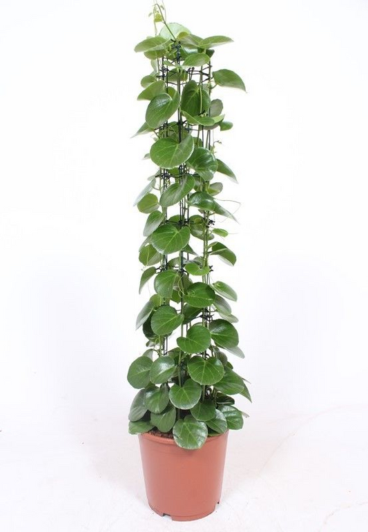 Planta naturala Column H120cm Cissus rotundifolia PS24/ in pamant