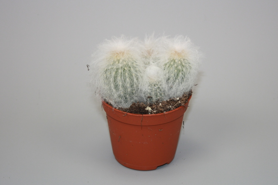 Planta naturala Column H12cm Espostoa melanostele PS8/ in pamant