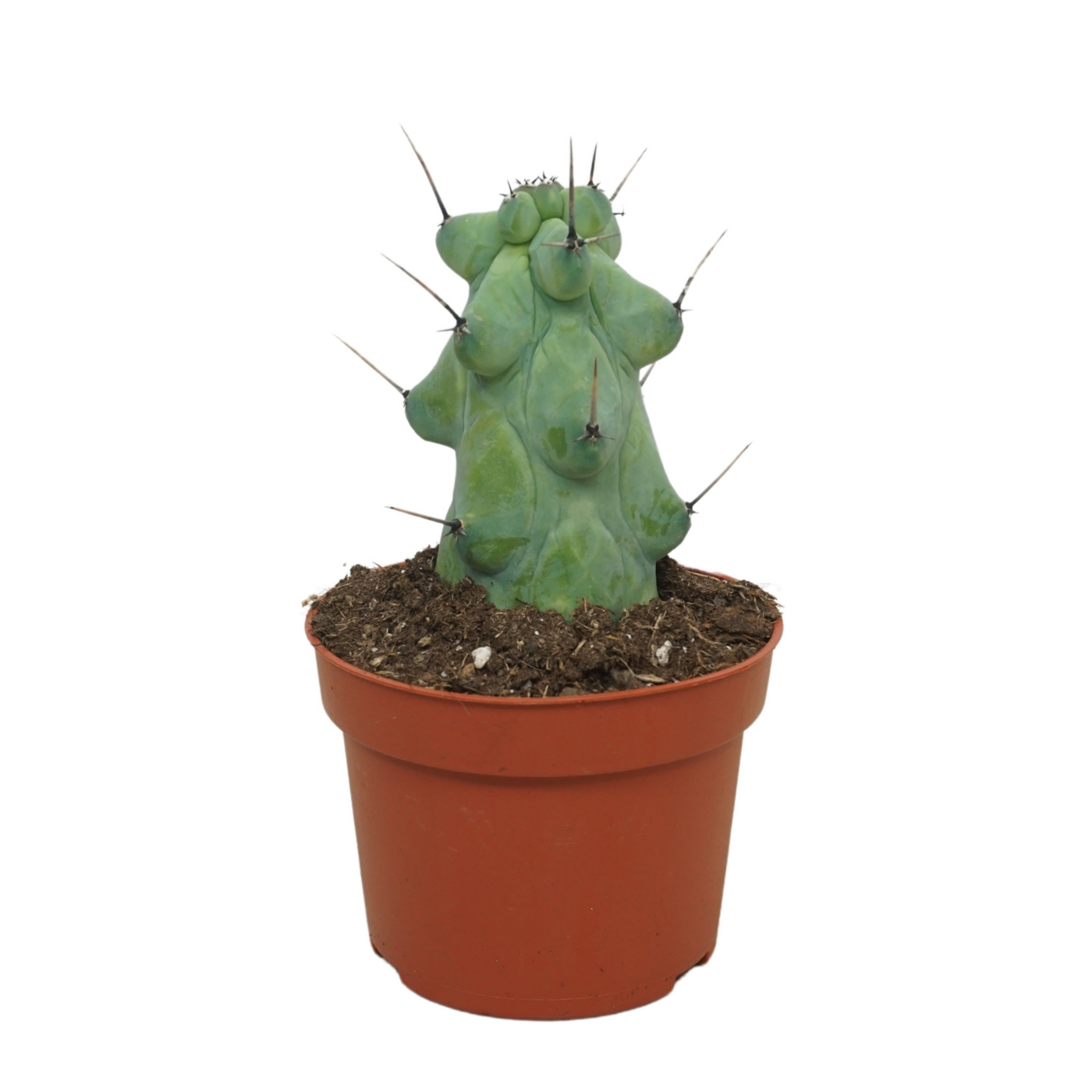 Planta naturala Column H12cm Myrtillocactus geometrizans 'Boobie' PS10/ in pamant