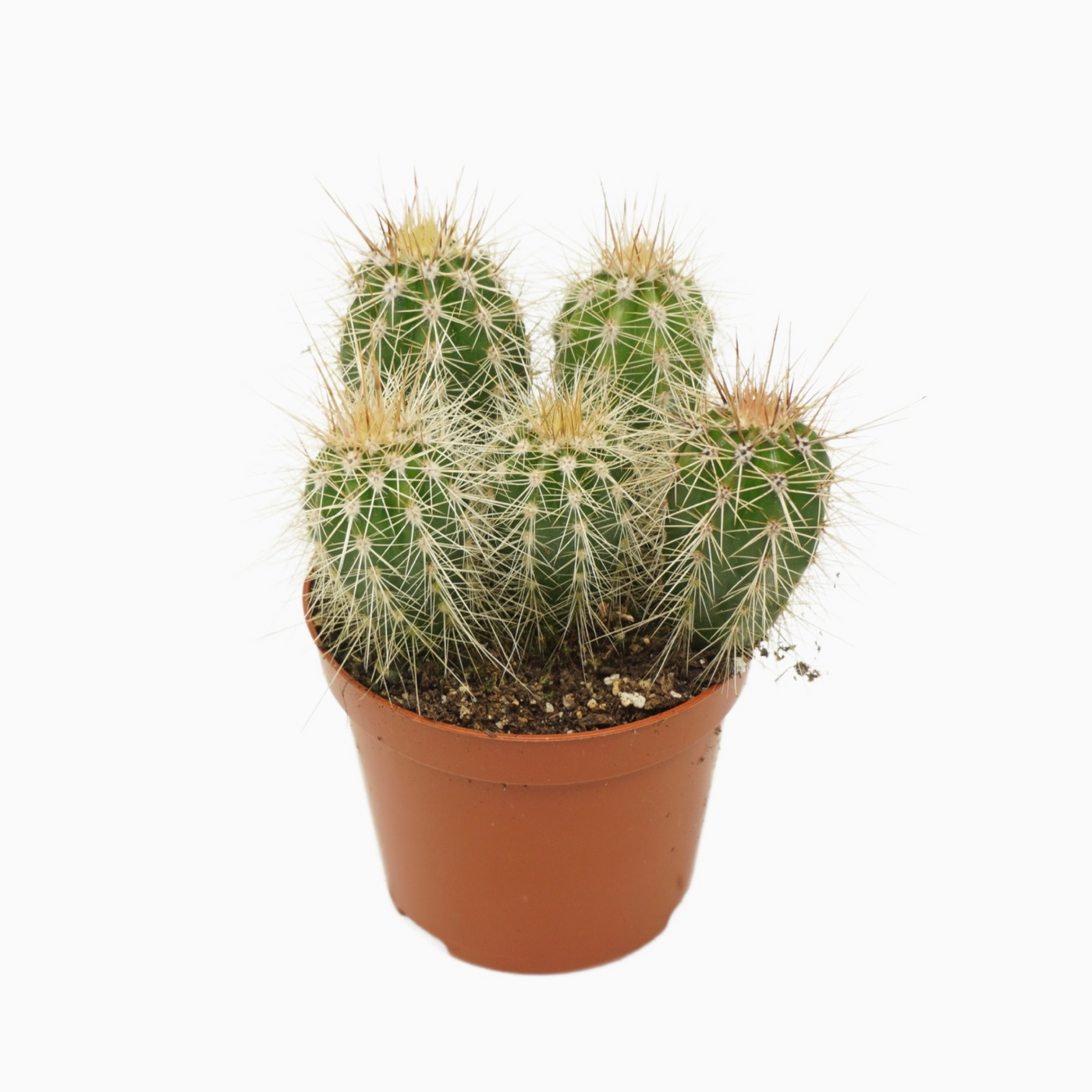 Planta naturala Column H12cm Pachycereus pringlei PS8/ in pamant