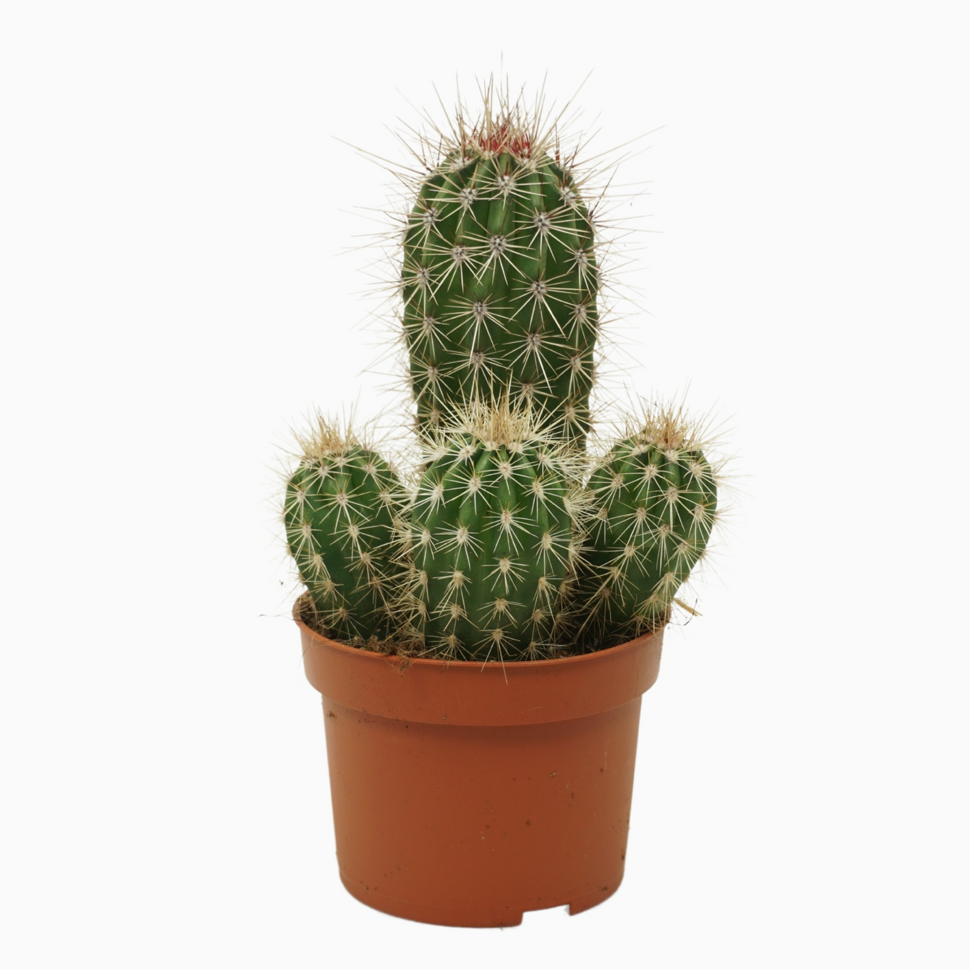 Planta naturala Column H15cm Pachycereus pringlei PS10/ in pamant