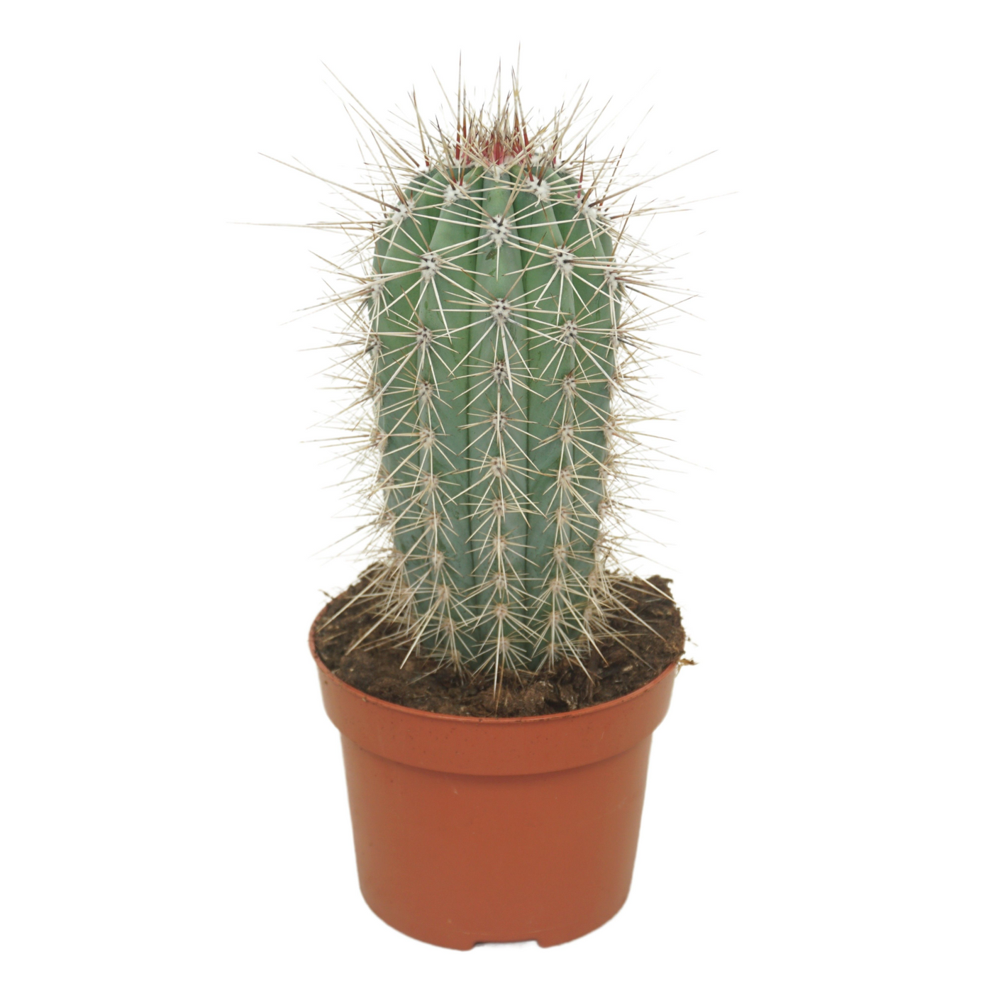 Planta naturala Column H15cm Pachycereus pringlei PS13/ in pamant