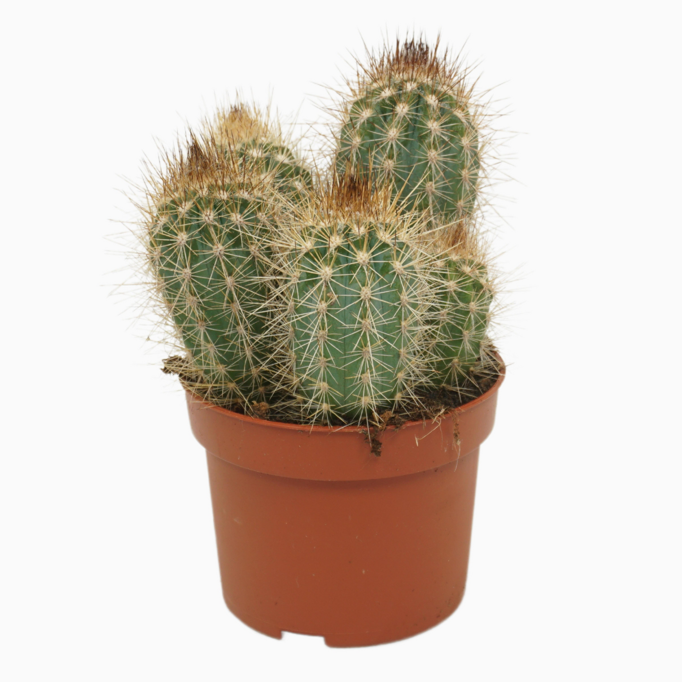 Planta naturala Column H15cm Pilosocereus braunii PS10/ in pamant