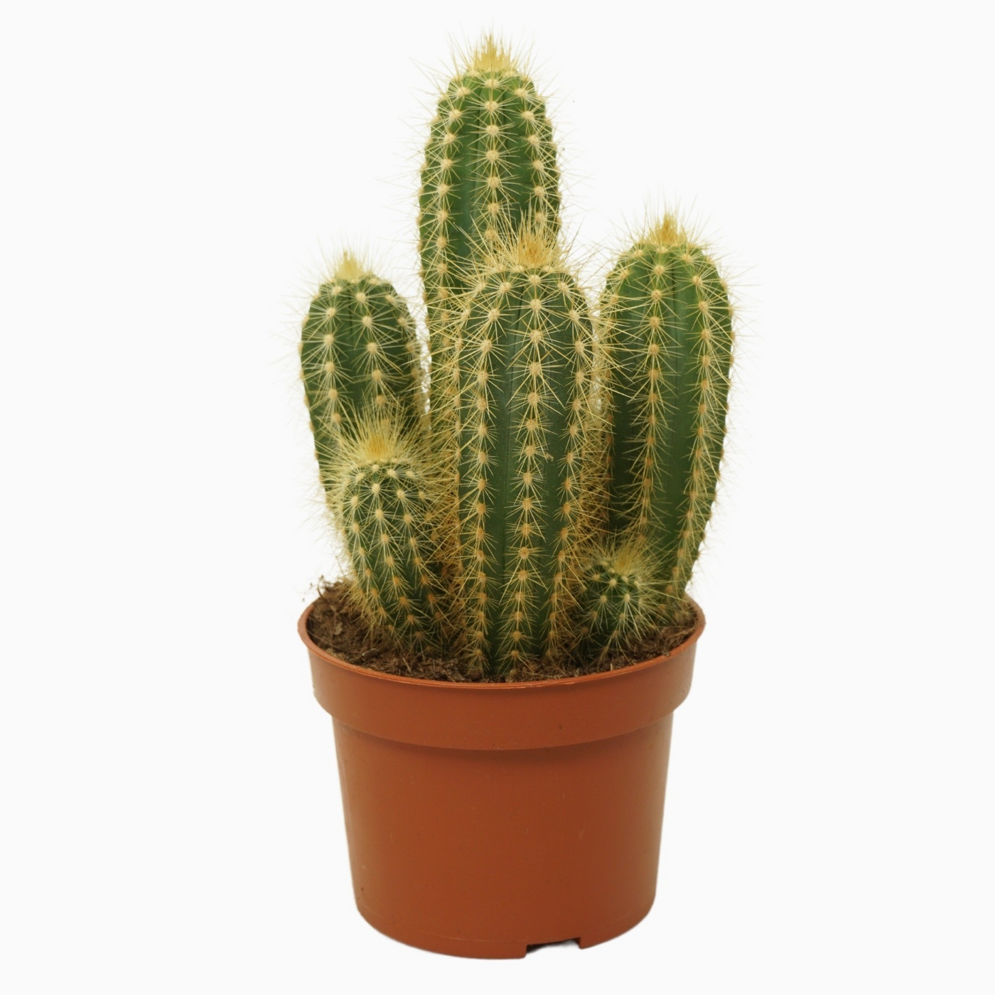 Planta naturala Column H15cm Pilosocereus pachycladus PS10/ in pamant