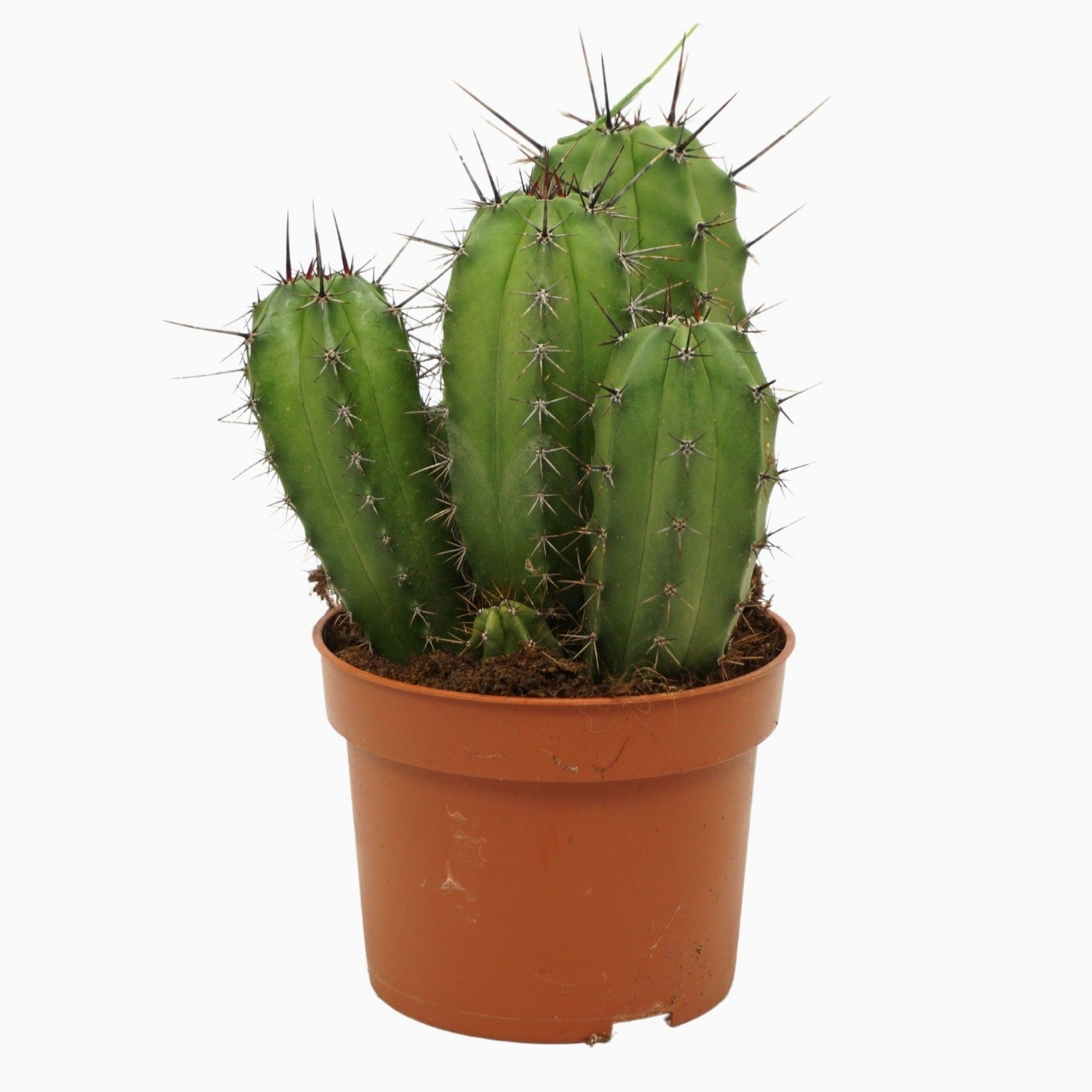 Planta naturala Column H15cm Polaskia chichipe PS10/ in pamant