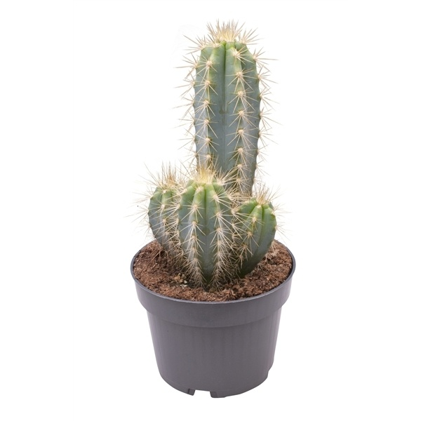 Planta naturala Column H16cm Pilosocereus azureus PS9/ in pamant