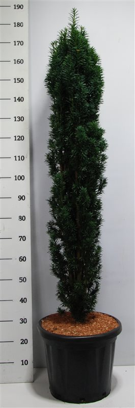 Planta naturala Column H170cm Taxus baccata 'Fastigiata Robusta' PS40/ in pamant