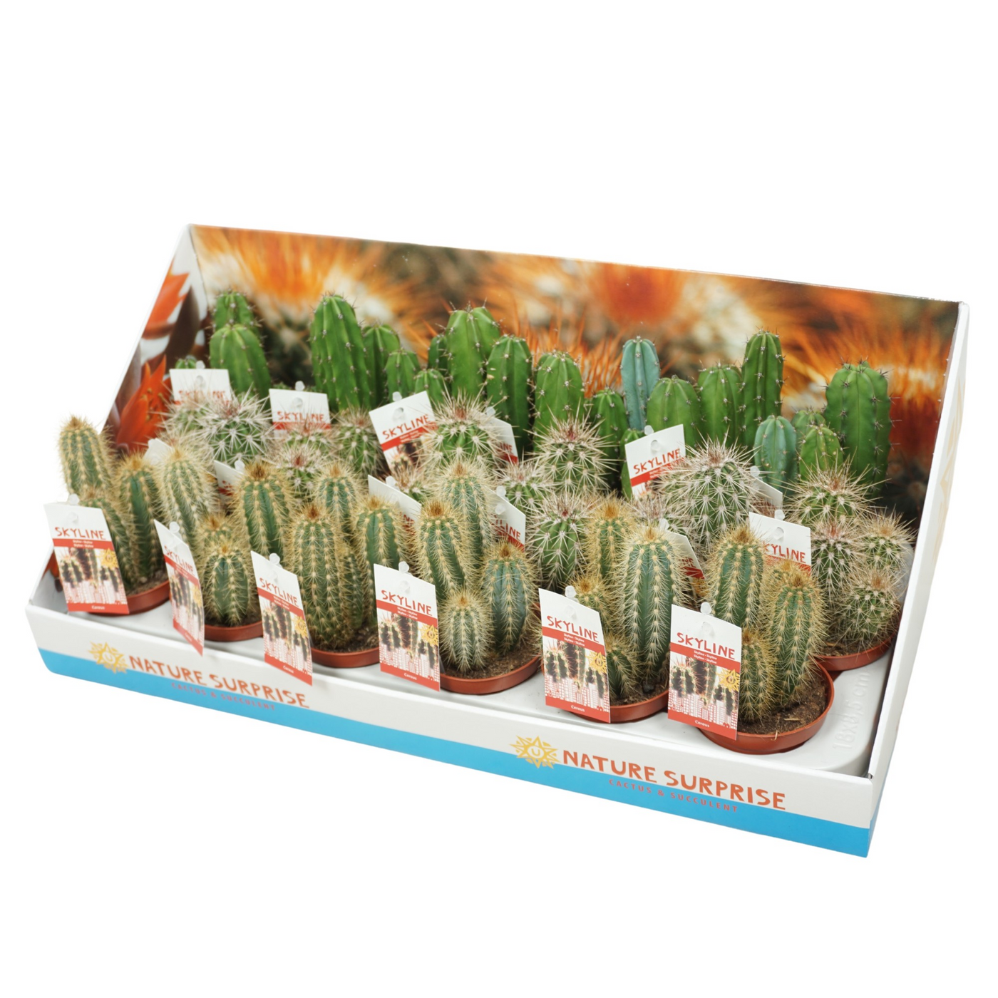Planta naturala Column H18cm Cereus skyline PS8/ in pamant