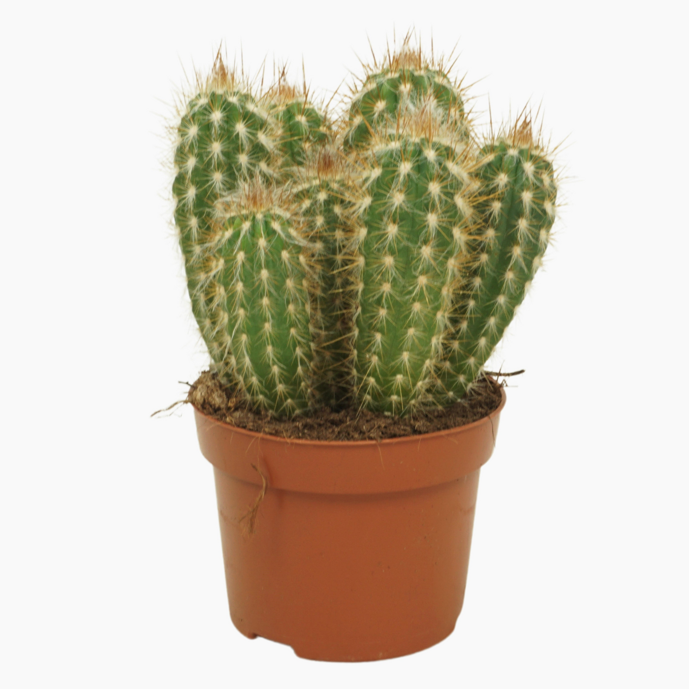 Planta naturala Column H20cm Pilosocereus gounellei PS12/ in pamant