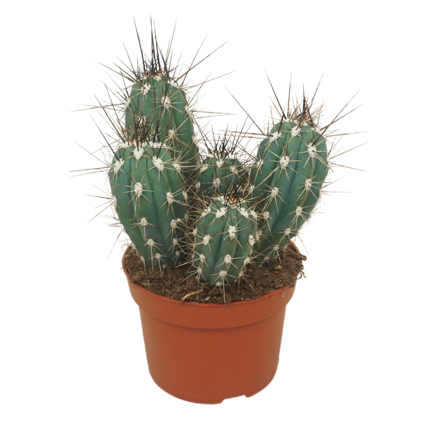 Planta naturala Column H20cm Stetsonia coryne PS13/ in pamant