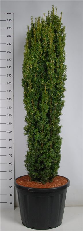 Planta naturala Column H250cm Taxus baccata 'Fastigiata Aurea' PS60/ in pamant
