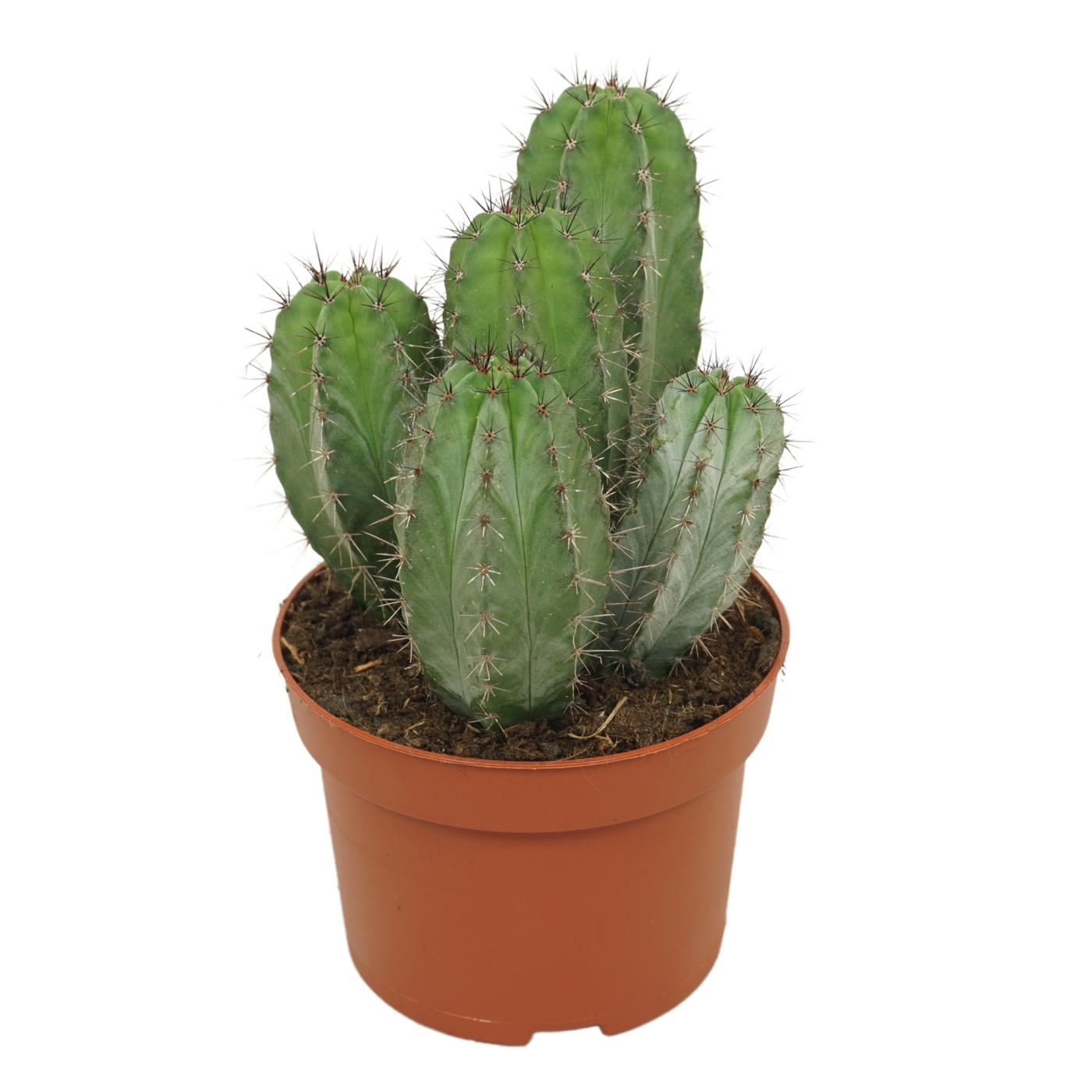 Planta naturala Column H25cm Polaskia chichipe PS13/ in pamant