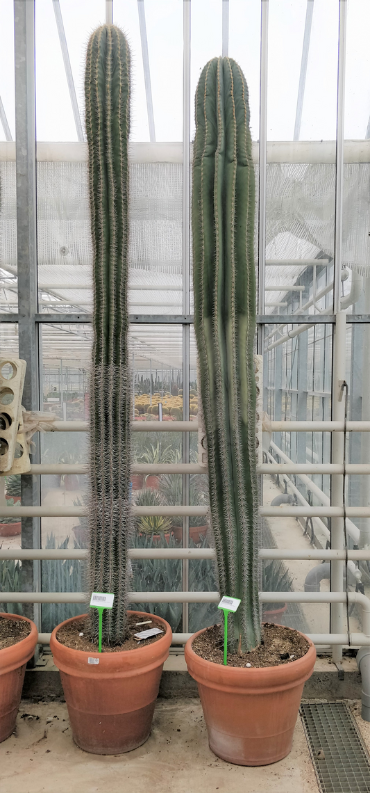 Planta naturala Column H280cm Pachycereus pringlei PS55/ in pamant