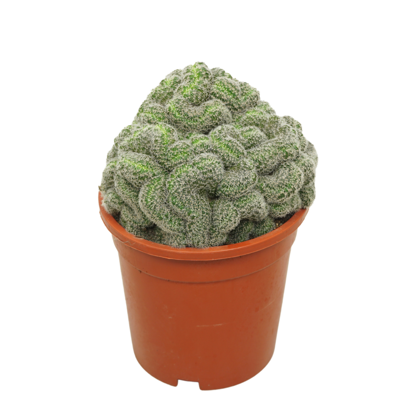 Planta naturala Column H30cm Echinopsis densispina cristata PS17/ in pamant