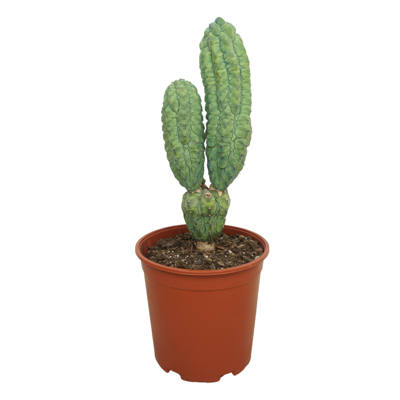 Planta naturala Column H35cm Myrtillocactus geometrizans cv. 'Glorp' PS21/ in pamant