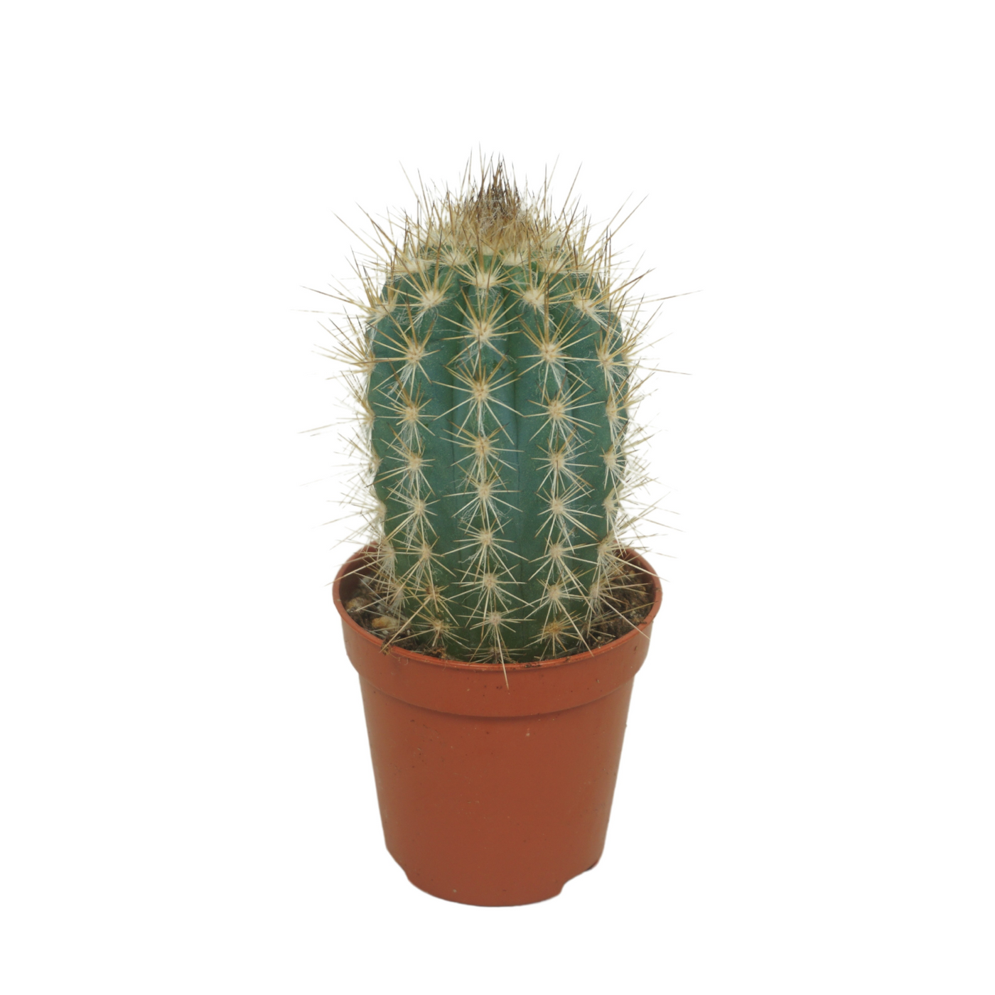 Planta naturala Column H8cm Cactus overig PS5/ in pamant