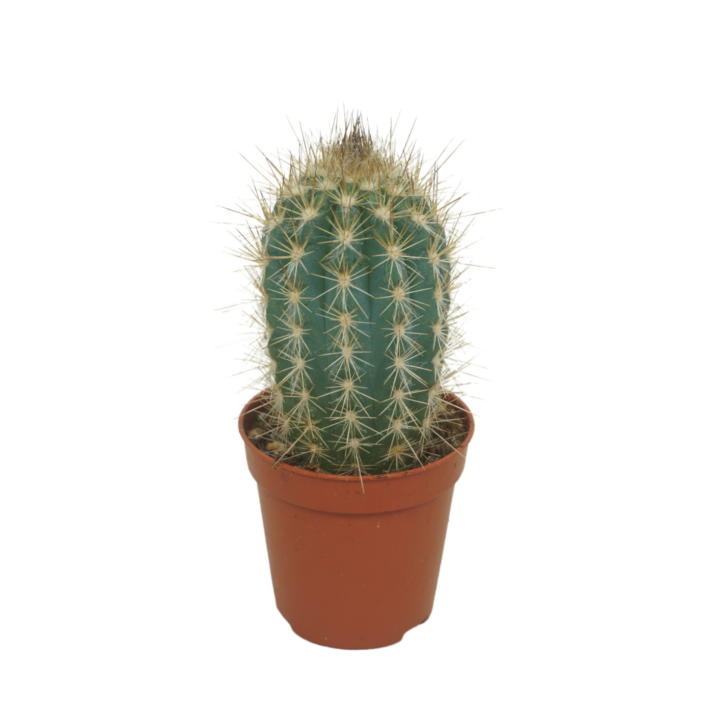 Planta naturala Column H8cm Pilosocereus braunii PS5/ in pamant