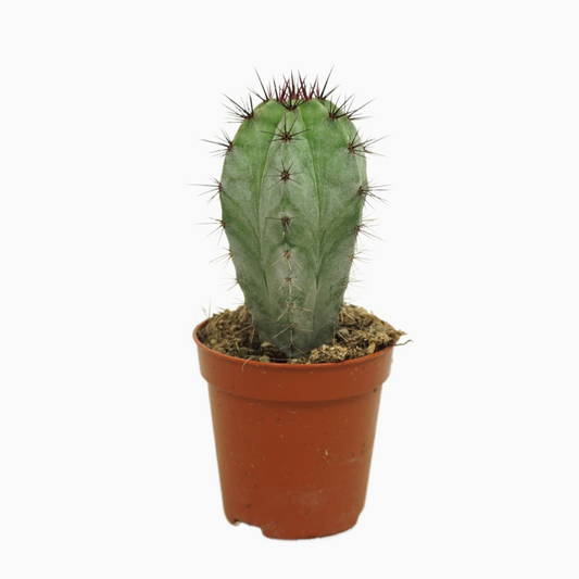 Planta naturala Column H8cm Polaskia chichipe PS5/ in pamant