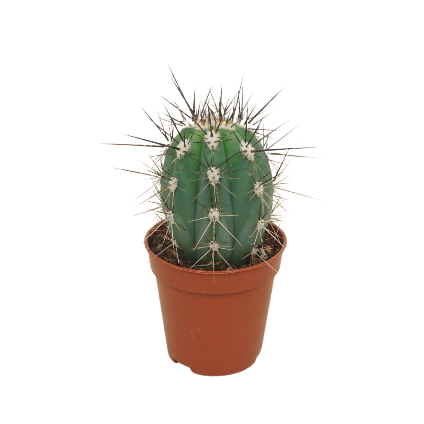 Planta naturala Column H8cm Stetsonia coryne PS5/ in pamant