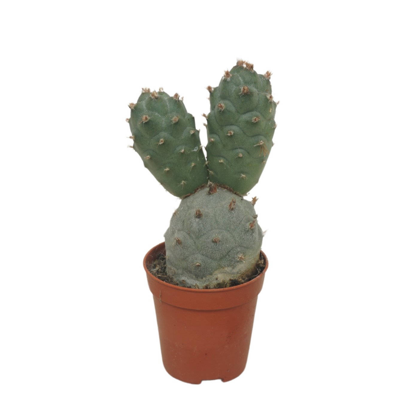 Planta naturala Column H8cm Tephrocactus articulatus PS5/ in pamant