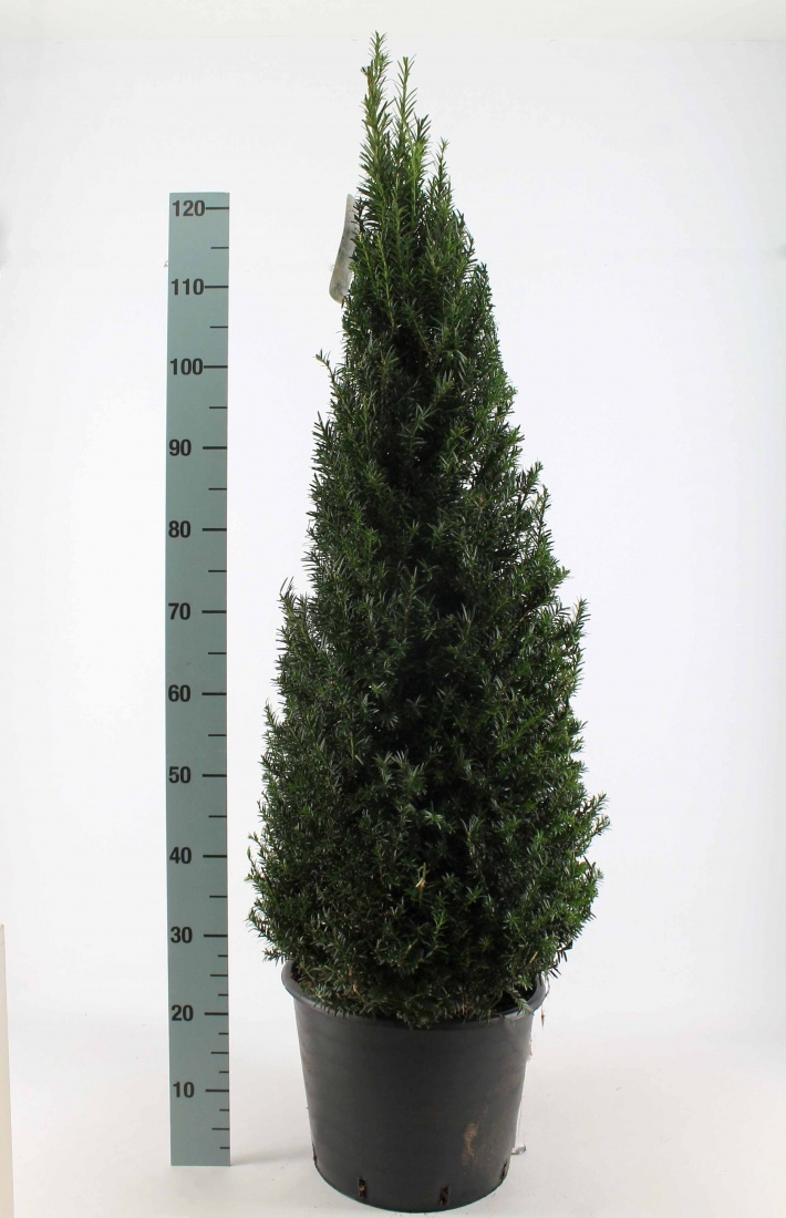 Planta naturala Cone 100 cm H130cm Taxus baccata PS40/ in pamant