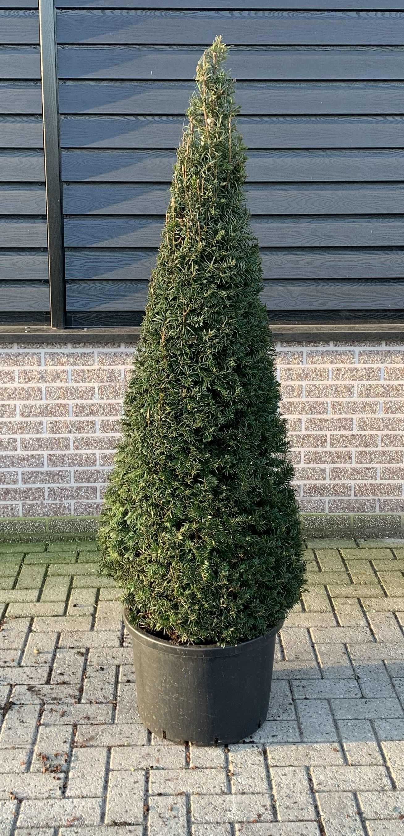 Planta naturala Cone 120-130cm H120cm Taxus baccata PS50/ in pamant