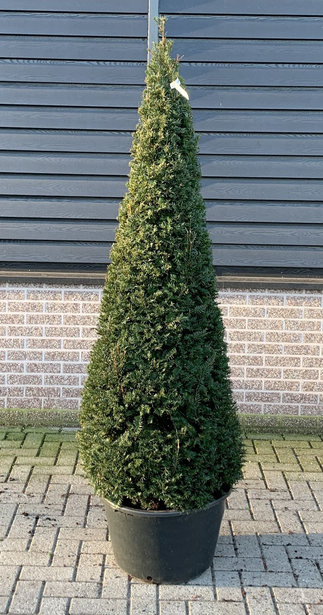 Planta naturala Cone 170-180cm H170cm Taxus baccata PS55/ in pamant