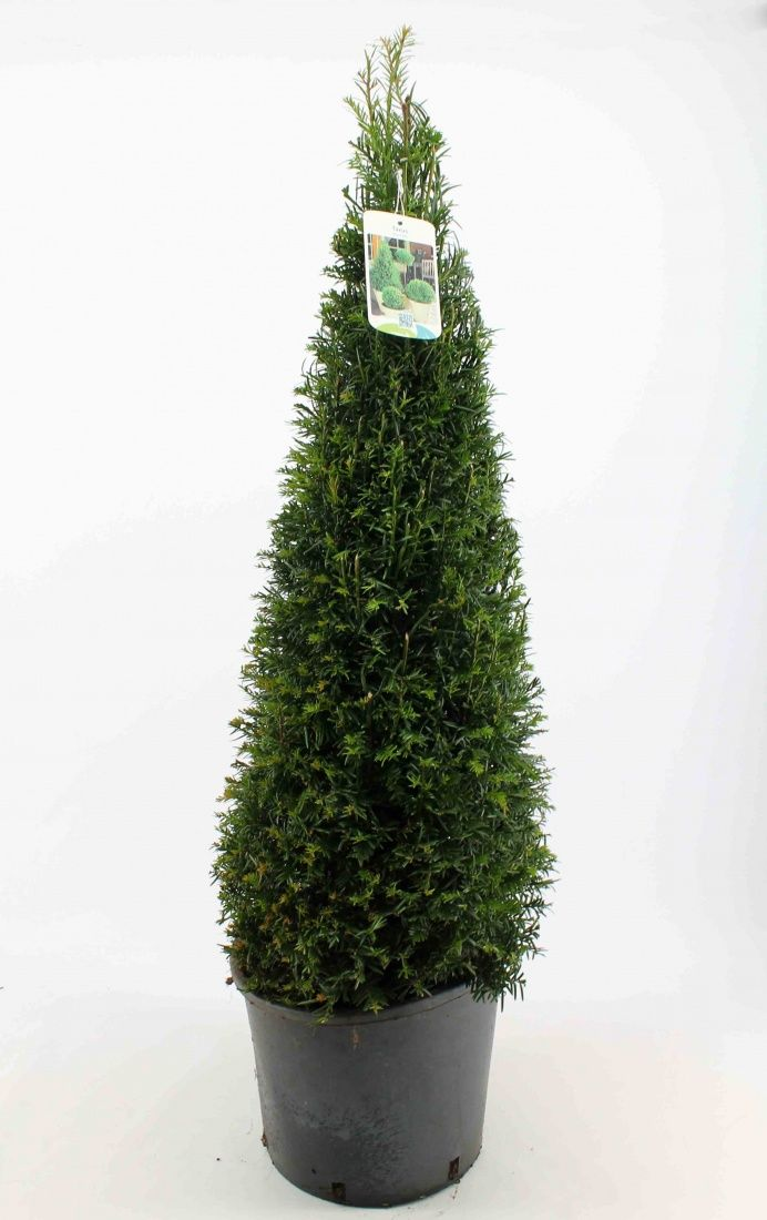 Planta naturala Cone 80cm H110cm Taxus baccata PS32/ in pamant