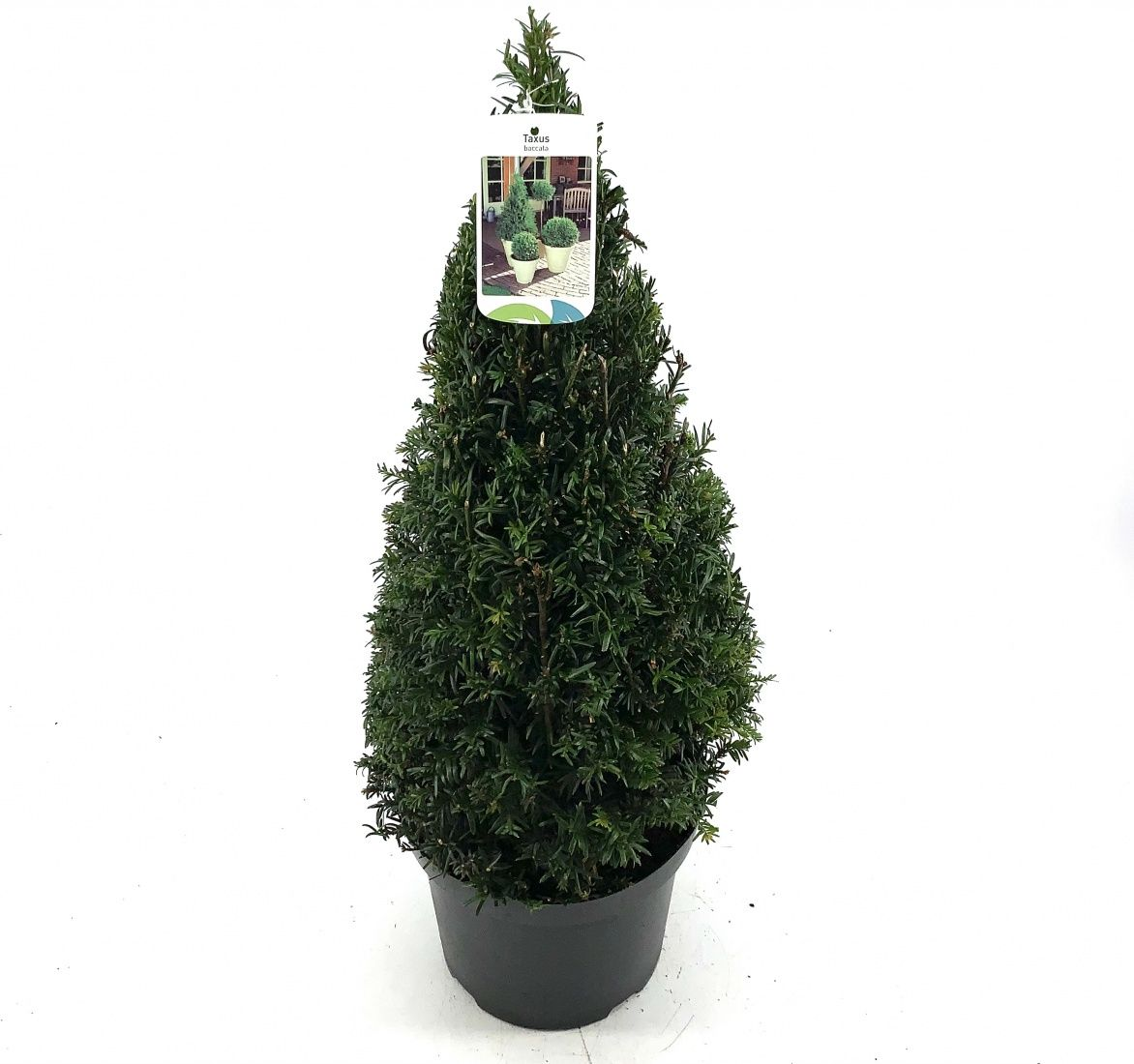Planta naturala Cone H80cm Taxus baccata PS26/ in pamant