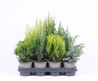 Planta naturala Conifers mixed H30 cm PS11 cm in pamant