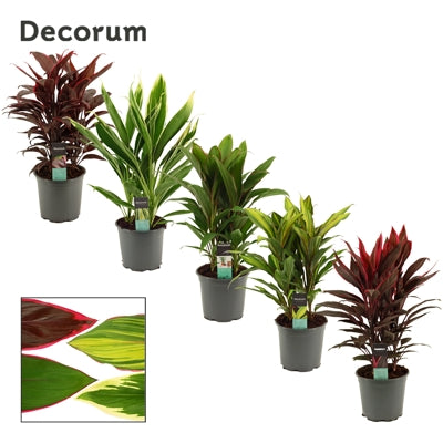 Planta naturala Cordyline mixed H60 cm PS19 cm in pamant