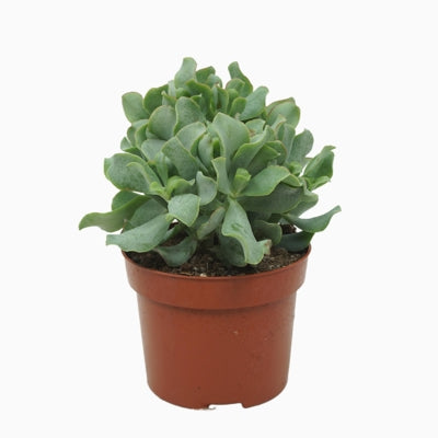 Planta naturala Crassula arb. subsp. undilatifolia 'Curly' H24 cm PS12 cm in pamant