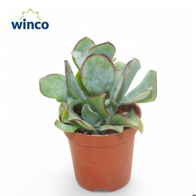 Planta naturala Crassula arb. subsp. undilatifolia H10 cm PS5.5 cm in pamant